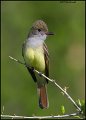 _1SB0410 great-crested flycatcher